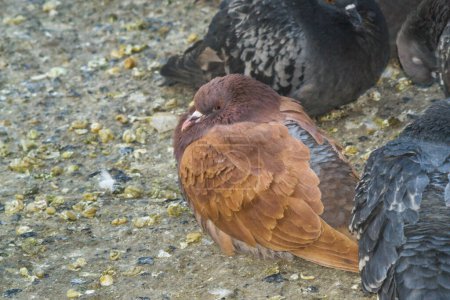 Téléchargez les photos : Pigeons assis sur un trottoir de pierre - en image libre de droit
