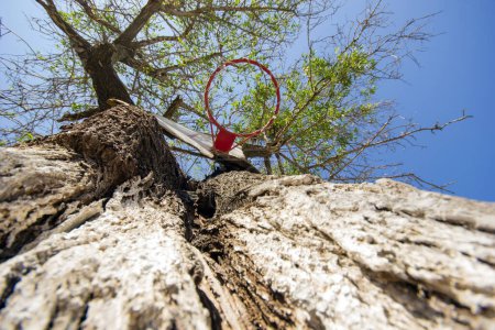 Téléchargez les photos : Panier sur un arbre d'en haut - en image libre de droit