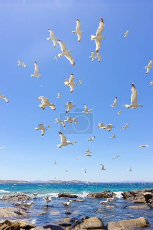 Téléchargez les photos : Essaim de goélands marins volants - en image libre de droit
