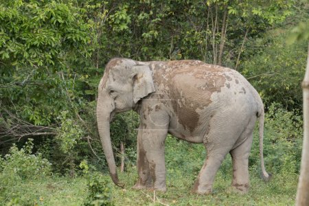 Photo for "Asiatic Elephant is big five animal in asia" - Royalty Free Image