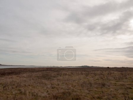 Photo for "open sea coast plain with grass in front horizon overcast clear " - Royalty Free Image