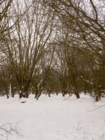 Téléchargez les photos : "couverture de neige plancher forestier branches nues arbres hiver à l'extérieur
" - en image libre de droit
