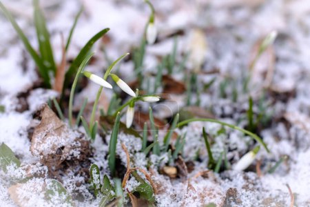 Photo for "Snowdrops in the Snow" - Royalty Free Image