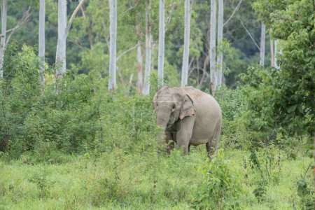 Téléchargez les photos : Éléphant d'Asie sauvage dans l'habitat naturel - en image libre de droit
