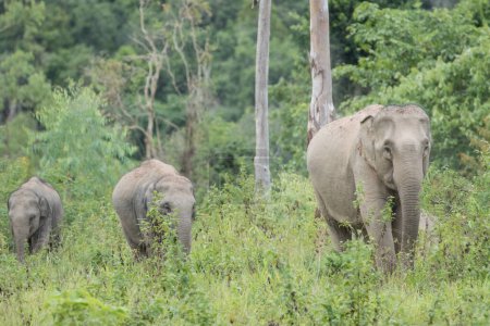 Téléchargez les photos : Groupe d'éléphants asiatiques parmi les grands arbres - en image libre de droit