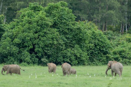 Foto de Escena natural del grupo de elefantes asiáticos y aves pastando juntos en el campo - Imagen libre de derechos