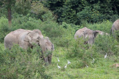 Téléchargez les photos : Groupe d'éléphants d'Asie se déplaçant ensemble à travers la forêt - en image libre de droit