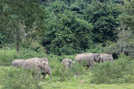 Téléchargez les photos : Vue panoramique d'éléphants asiatiques sauvages broutant avec des oiseaux sur la prairie - en image libre de droit