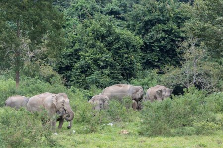 Téléchargez les photos : Groupe d'éléphants d'Asie se déplaçant à travers la forêt verte - en image libre de droit