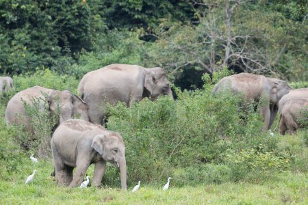 Foto de Grandes elefantes asiáticos en hábitat natural - Imagen libre de derechos
