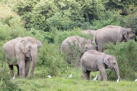Téléchargez les photos : Famille des éléphants d'Asie broutant dans les buissons avec des oiseaux - en image libre de droit