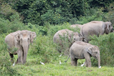 Téléchargez les photos : Scène naturelle d'éléphants d'Asie broutant sur le terrain avec des oiseaux - en image libre de droit
