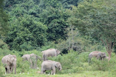 Foto de Escena natural del grupo de elefantes asiáticos y aves pastando juntos en el campo - Imagen libre de derechos