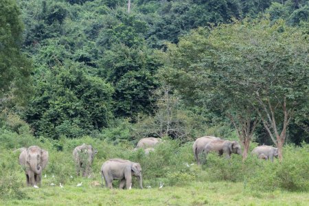 Téléchargez les photos : Asiatique éléphants est grand cinq animaux en Asie - en image libre de droit