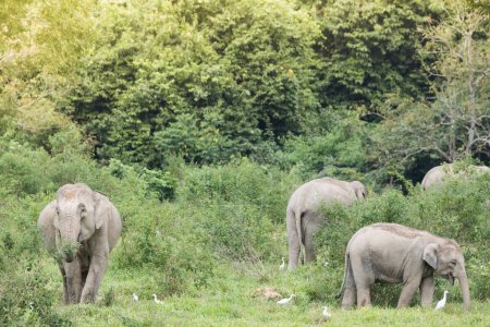 Téléchargez les photos : Vue panoramique de la famille des éléphants d'Asie pâturant avec des oiseaux sur la prairie - en image libre de droit