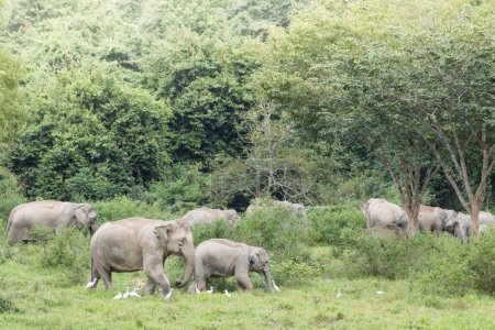 Téléchargez les photos : Groupe d "éléphants d'Asie et d'oiseaux broutant sur le terrain ensemble - en image libre de droit