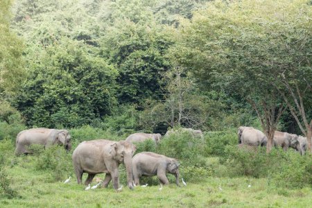 Téléchargez les photos : Éléphants et oiseaux broutant sur le champ ensemble - en image libre de droit