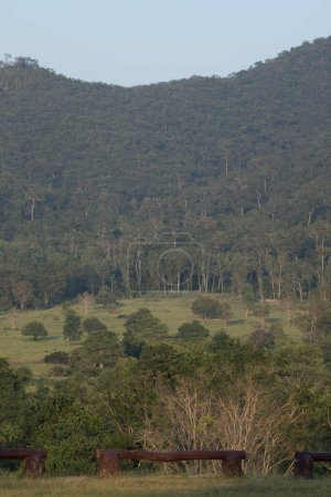Téléchargez les photos : Vue panoramique sur les collines verdoyantes couvertes d'arbres verts, Thaïlande - en image libre de droit