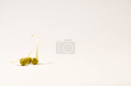 Photo for "sprouted green gram and three kept different from group on isolated white background." - Royalty Free Image