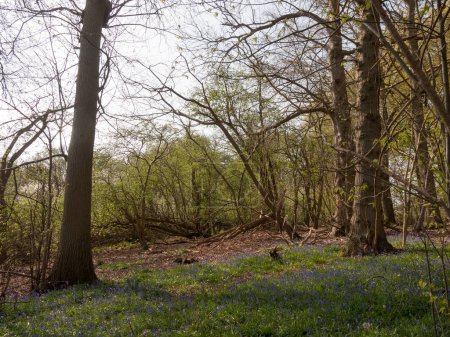 Photo for "blue bells growing on forest woodland floor UK spring trees nature environment" - Royalty Free Image