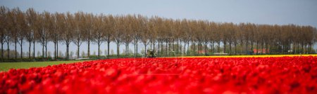 Foto de "Campo de tulipanes, fondo colorido" - Imagen libre de derechos