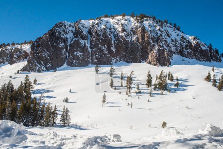 Foto de "Vista de la colina cubierta de nieve con pinos en Mammoth Lakes, " - Imagen libre de derechos