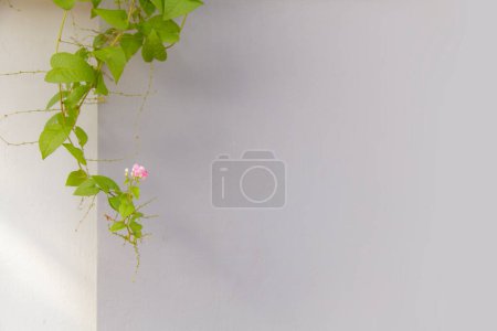 Photo for "Green ivy leaves on white wall background" - Royalty Free Image