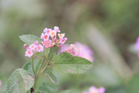 Photo for Pink lantana flowers growing in the garden - Royalty Free Image