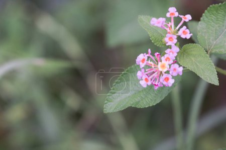 Photo for Pink lantana flowers growing in the garden - Royalty Free Image