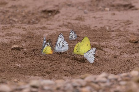 Téléchargez les photos : "Papillons jaunes sur le sol" - en image libre de droit