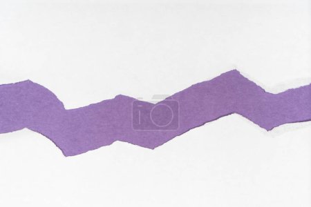 Téléchargez les photos : Violet courbé sur feuille blanche - en image libre de droit