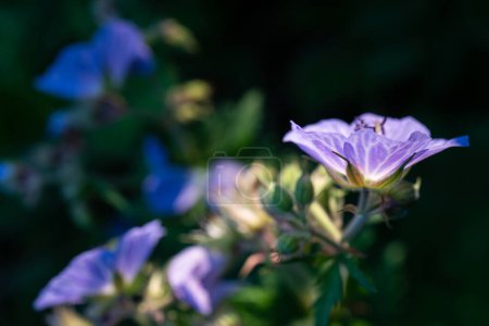Foto de Flores púrpura retroiluminadas en el jardín - Imagen libre de derechos
