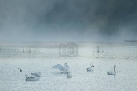Foto de Cisnes en el río en tiempo brumoso - Imagen libre de derechos