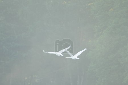 Foto de Dos cisnes blancos volando en el cielo por la mañana - Imagen libre de derechos