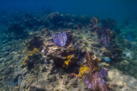 Téléchargez les photos : "Le récif des Caraïbes sombres. Incroyable concept de monde sous-marin - en image libre de droit