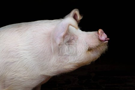 Téléchargez les photos : Le porc se referme - en image libre de droit