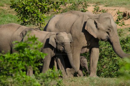 Photo for "Asiatic Elephant is big five animal in asia" - Royalty Free Image