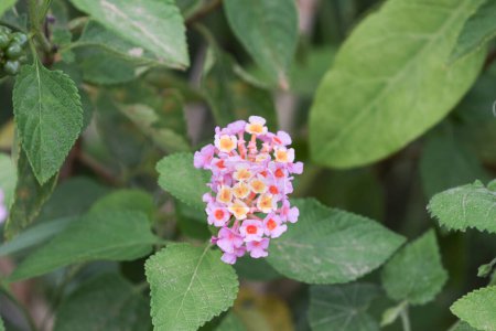 Foto de Flores de lantana rosa creciendo en el jardín. verbena familia, Verbenaceae - Imagen libre de derechos