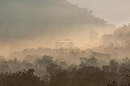 Photo for Forest in thailand. Nature, flora background - Royalty Free Image