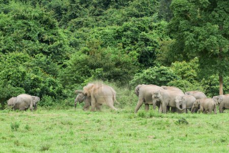 Photo for "Many elephants is eating in grassland , Kui buri nationl park an" - Royalty Free Image
