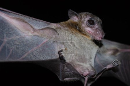 Photo for "bat is mammal and call ""vampire""" - Royalty Free Image