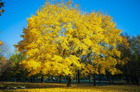 Téléchargez les photos : Automne automne arbre vue de fond - en image libre de droit