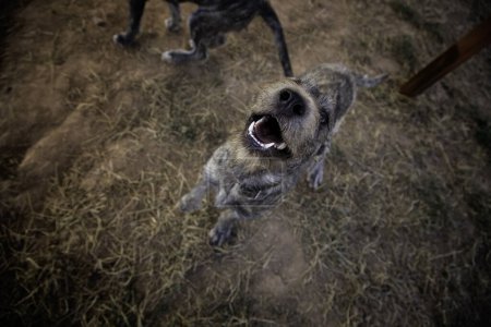 Téléchargez les photos : Un chien dans le parc - en image libre de droit
