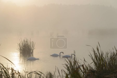 Foto de Cisnes en el lago al amanecer brumoso - Imagen libre de derechos