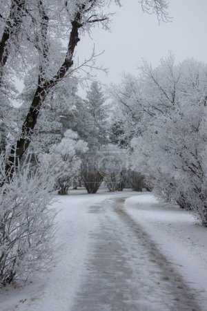 Foto de Blanco invierno helada saskatchewan - Imagen libre de derechos