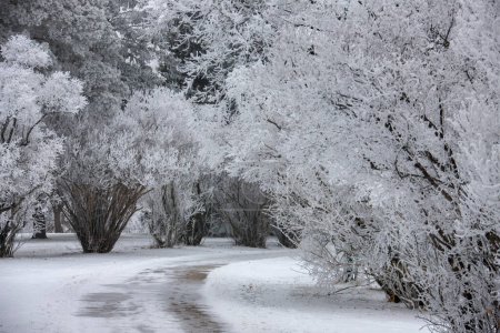 Photo for White Winter Frost Saskatchewan - Royalty Free Image