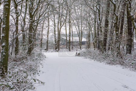 Téléchargez les photos : Belle forêt enneigée blanche avec une route entièrement couverte de neige blanche, fond de saison d'hiver, forêt hollandaise par temps froid - en image libre de droit