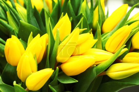 Téléchargez les photos : De fines tulipes jaunes. Contexte - en image libre de droit