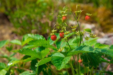 Photo for Red and ripe wild strawberries - Royalty Free Image