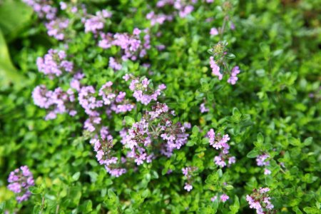 Photo for Thyme plant growing in garden - Royalty Free Image